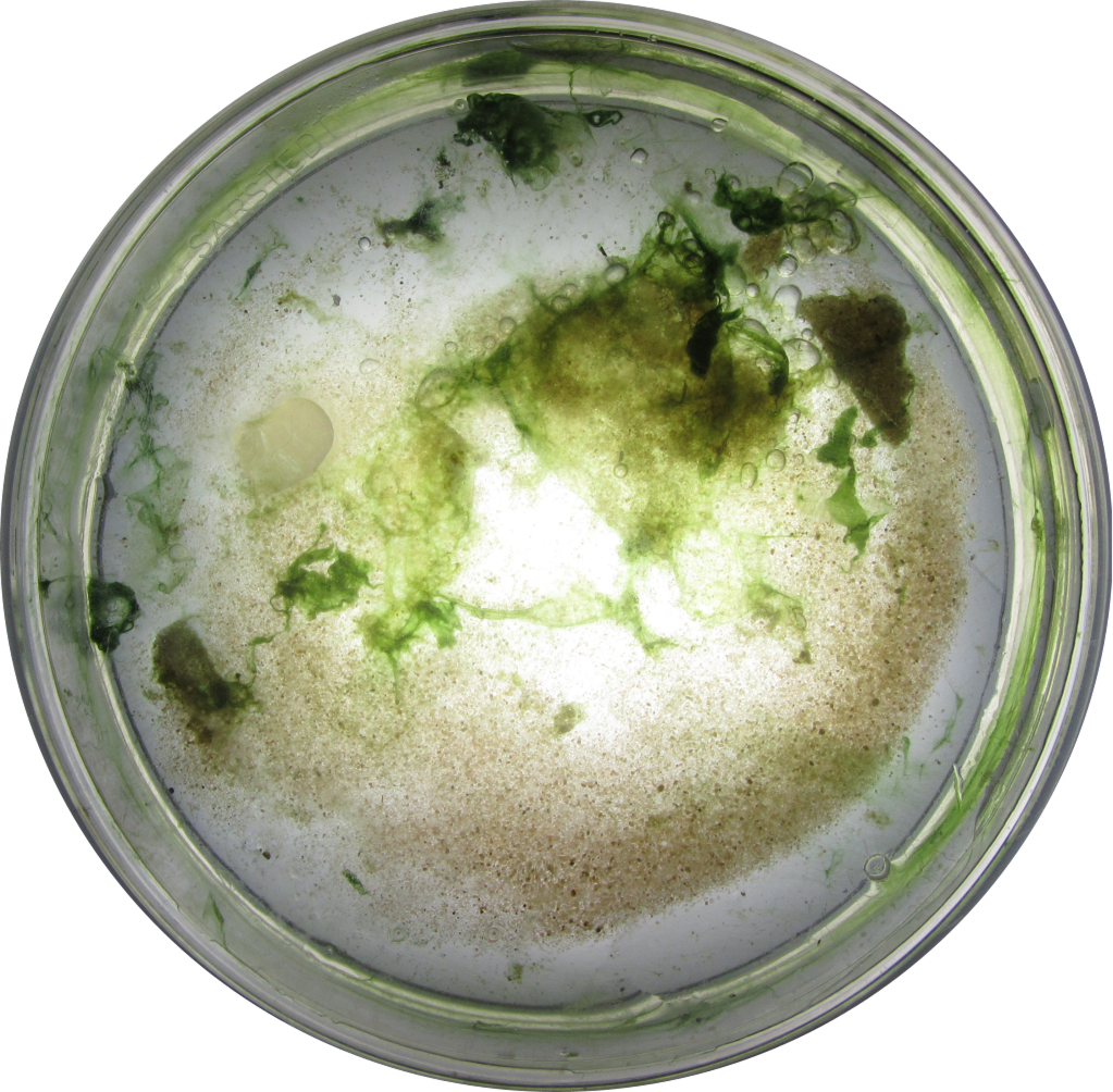 Cynabacteria