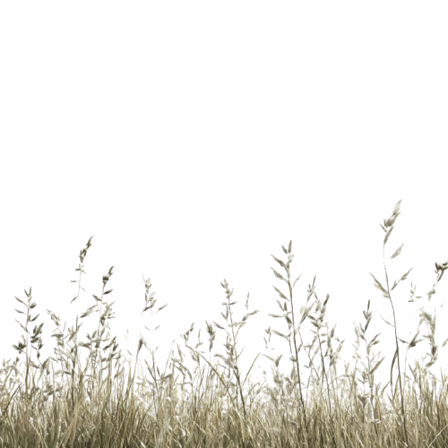 Agriculture field